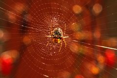 Spinne im Netz