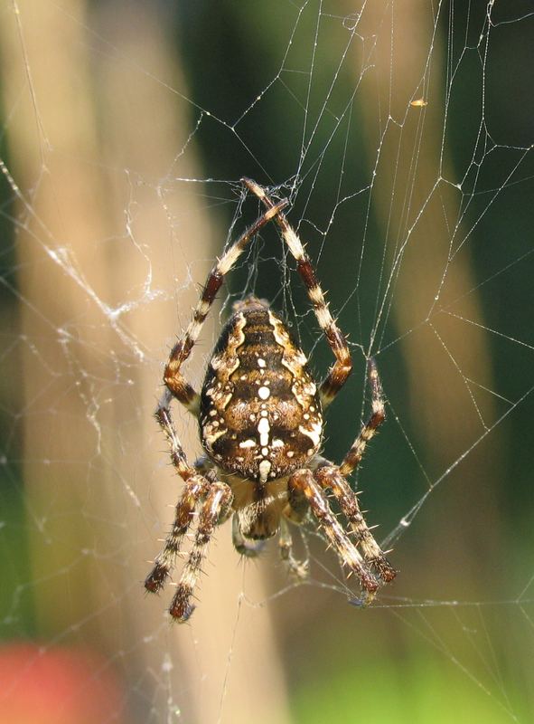 Spinne im Netz