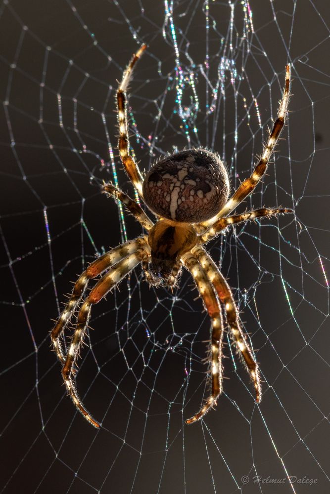 Spinne im Netz