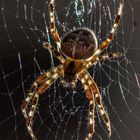 Spinne im Netz