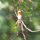 Spinne im Netz