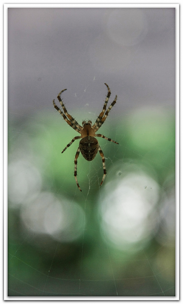 Spinne im Netz