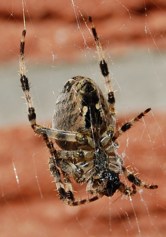 Spinne im Netz