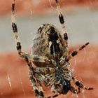 Spinne im Netz