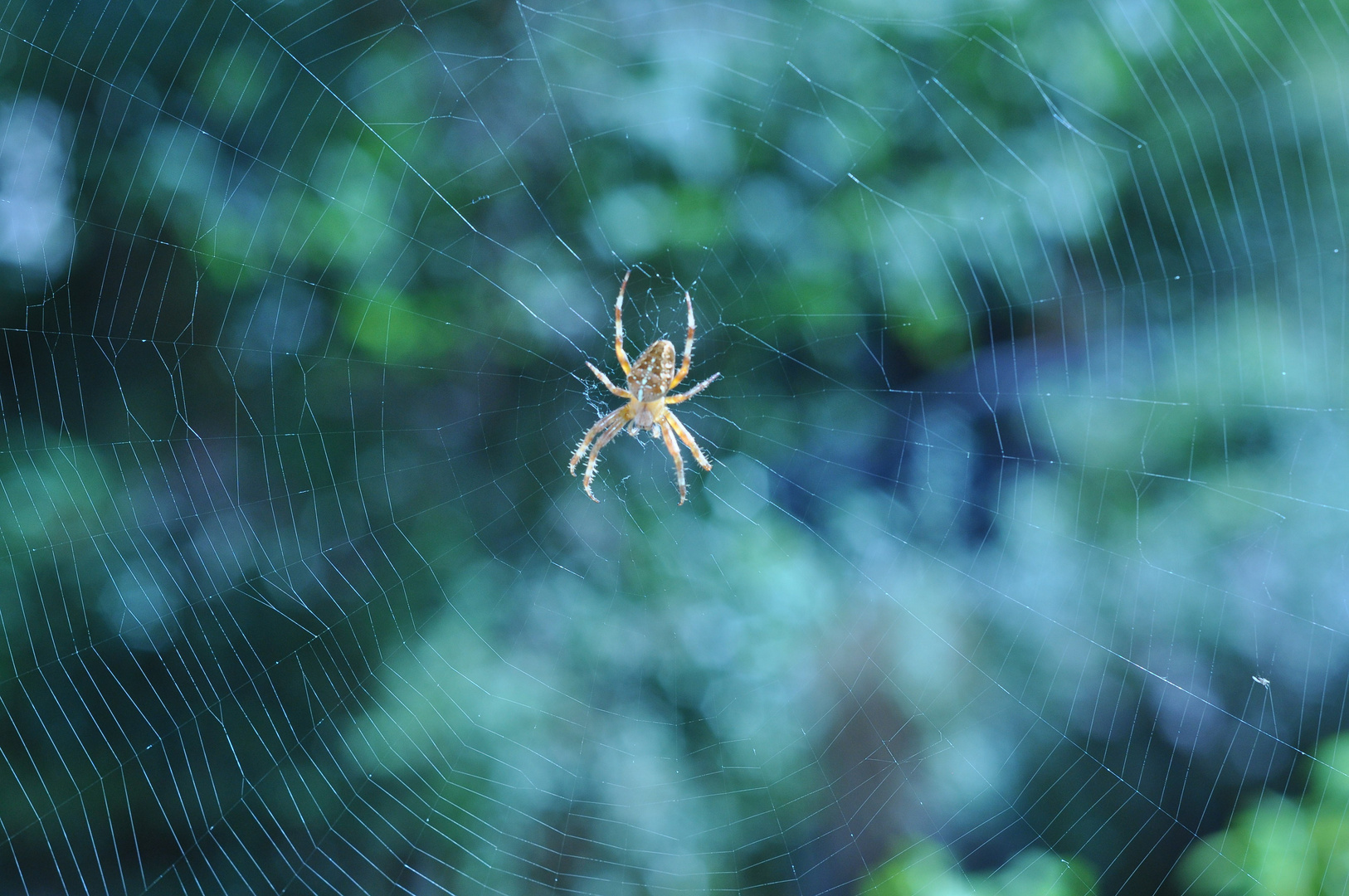 Spinne im Netz