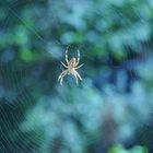 Spinne im Netz