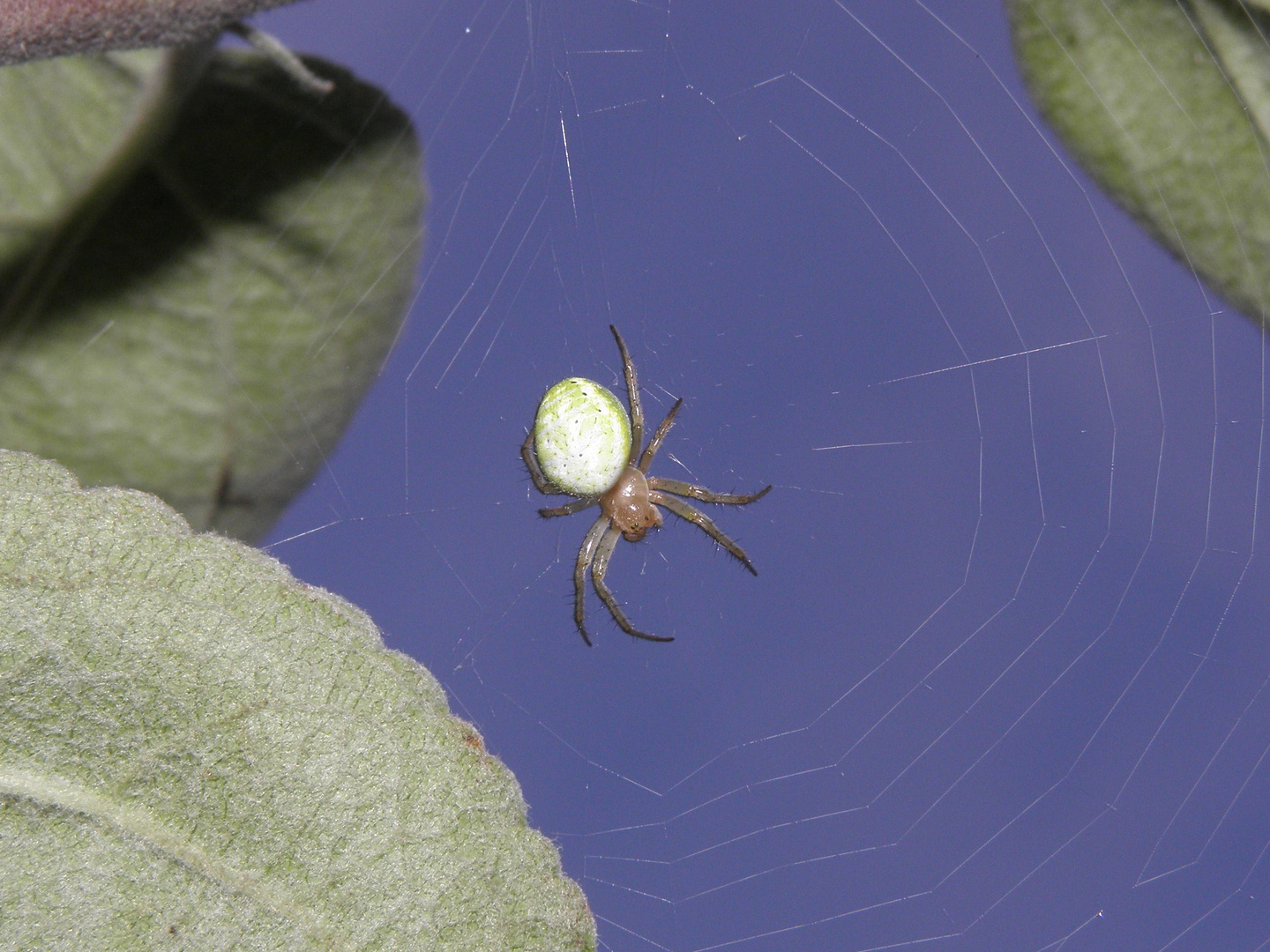 Spinne im Netz