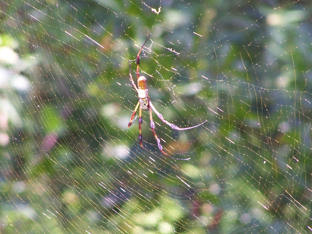 Spinne im Netz