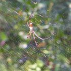 Spinne im Netz