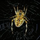 Spinne im Netz