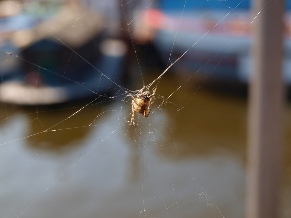 Spinne im Netz