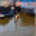 Spinne im Netz