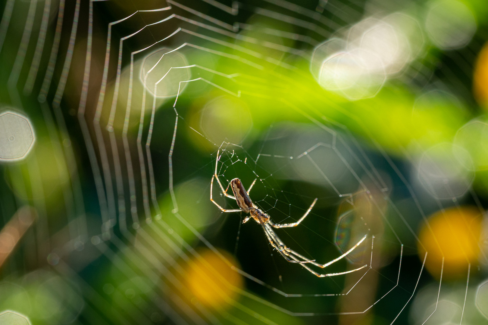 Spinne im Netz