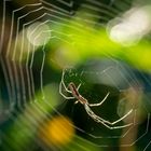 Spinne im Netz