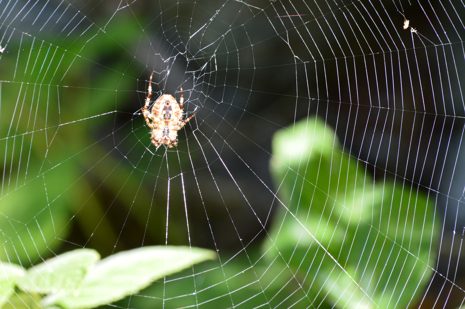 Spinne im Netz