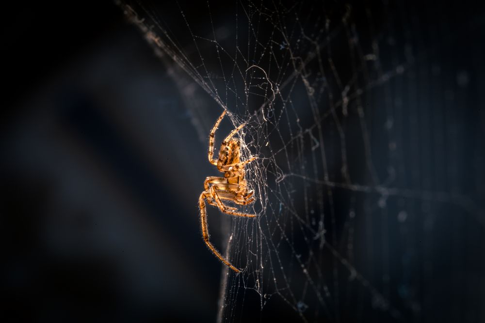 Spinne im Netz