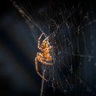 Spinne im Netz