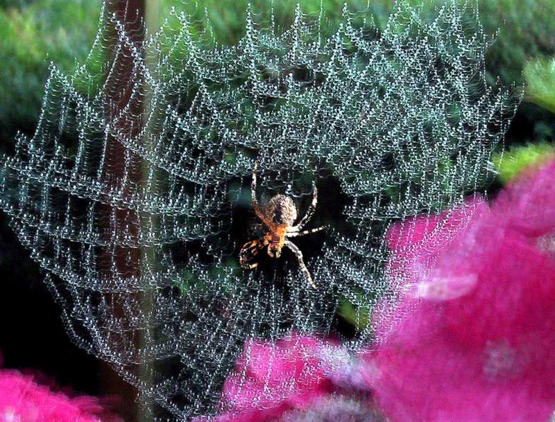 Spinne im Netz