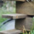 Spinne im Netz