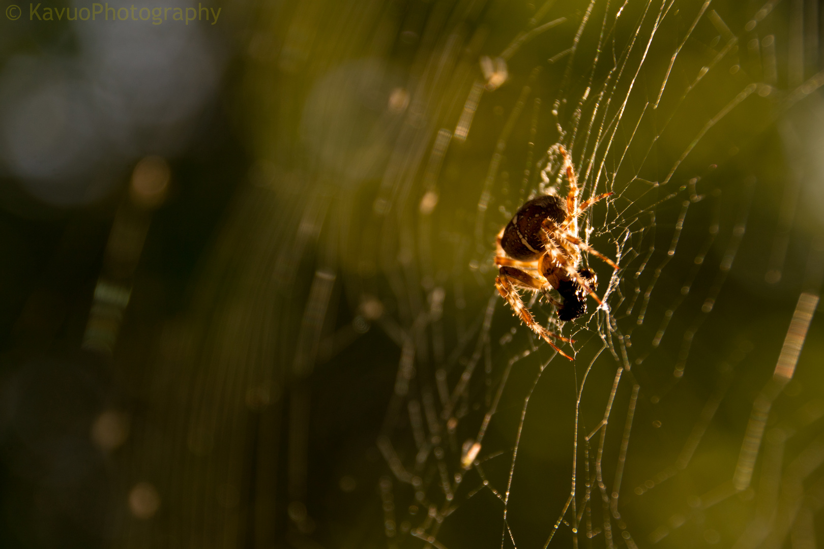 Spinne im Netz