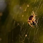 Spinne im Netz