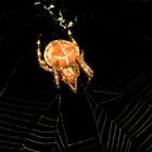 Spinne im Netz