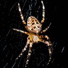 spinne im netz