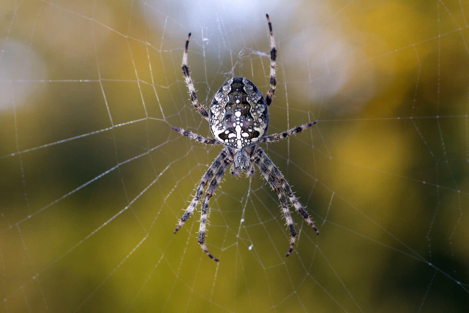 Spinne im Netz