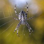 Spinne im Netz