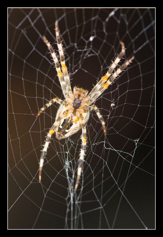 Spinne im Netz by Berger-pp 