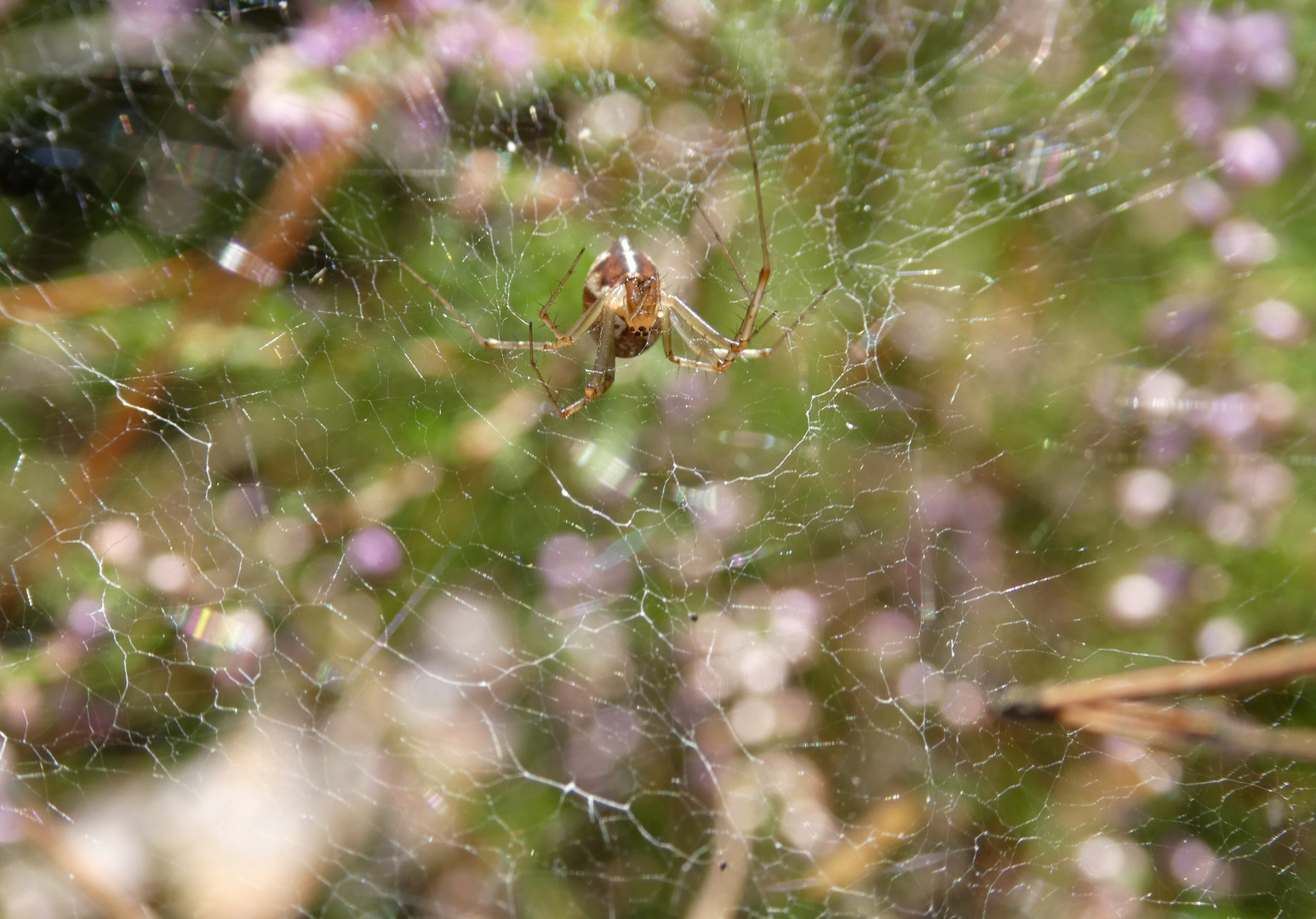 Spinne im Netz