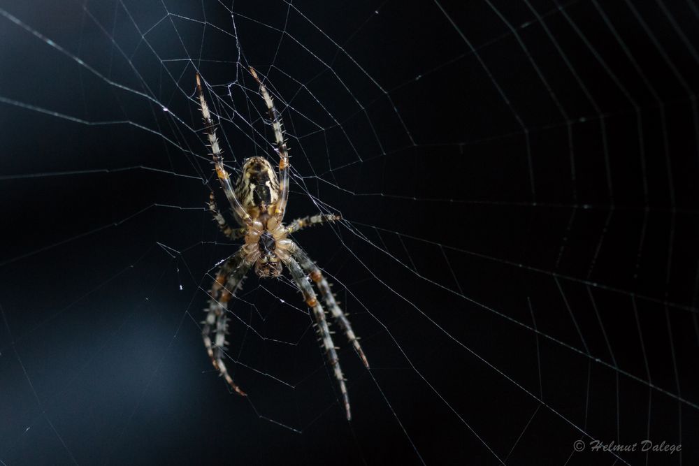 Spinne im Netz