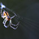 Spinne im Netz