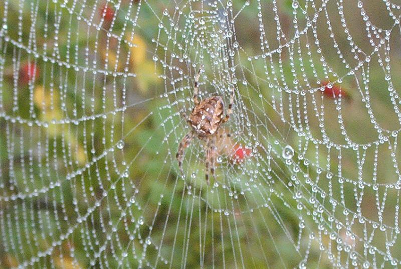 Spinne im Netz