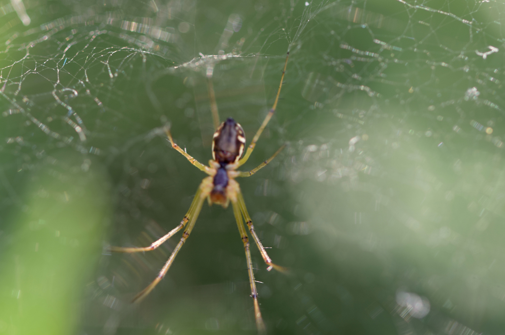 Spinne im Netz