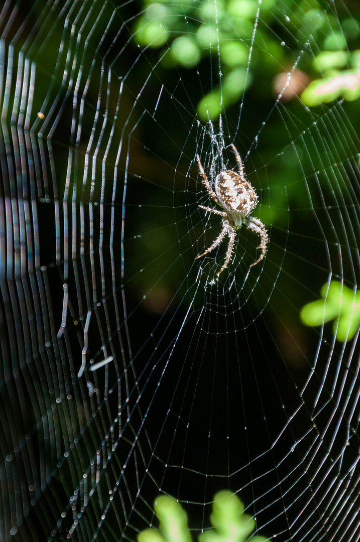 Spinne im Netz