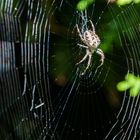 Spinne im Netz