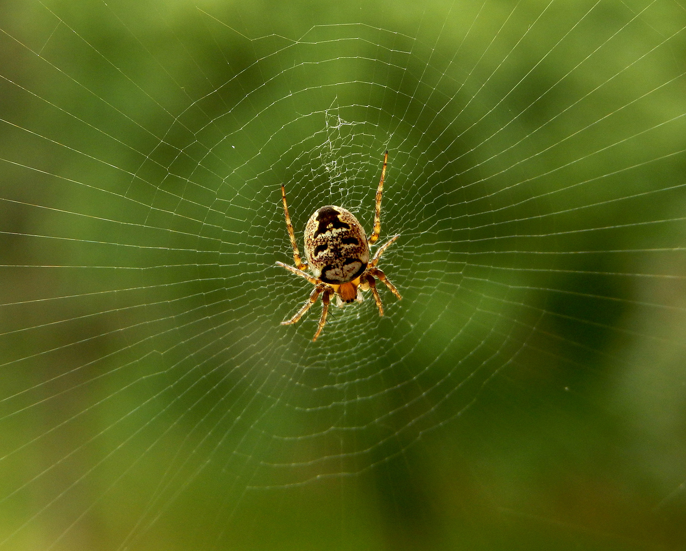 Spinne im Netz