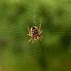 Spinne im Netz