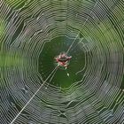 Spinne im Netz