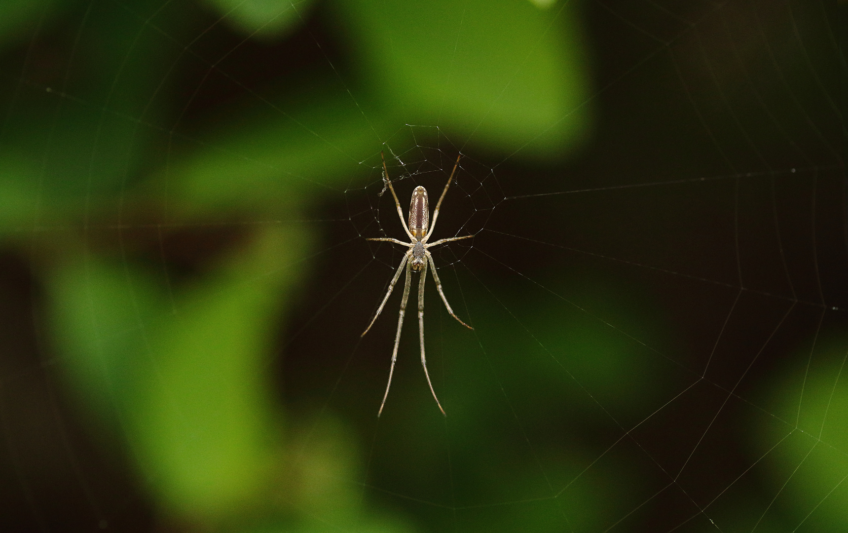 Spinne im Netz