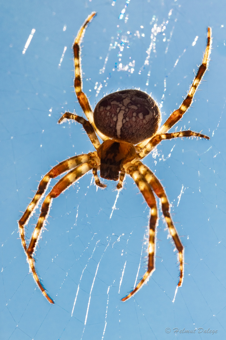 The Enchanting World of Bild von Spinne: Unveiling the Art of Drawing Spiders