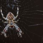 Spinne im Netz