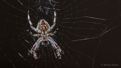 Spinne im Netz