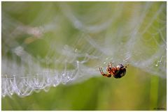 Spinne im Netz