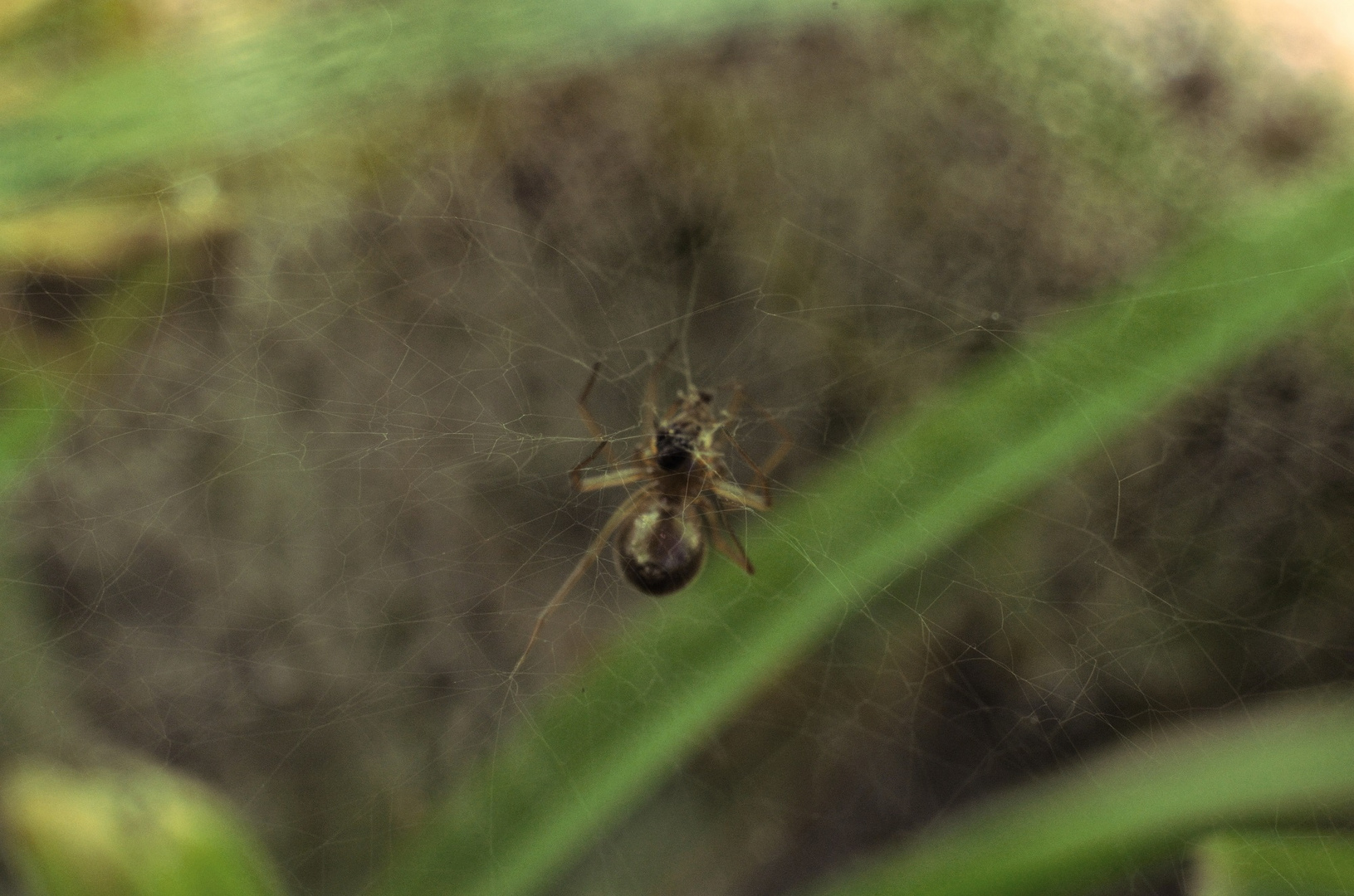 Spinne im Netz