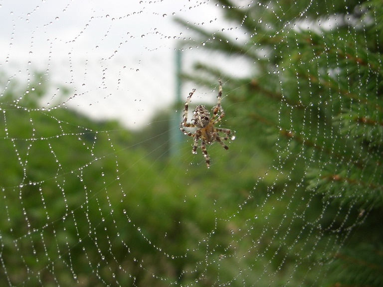 Spinne im Netz