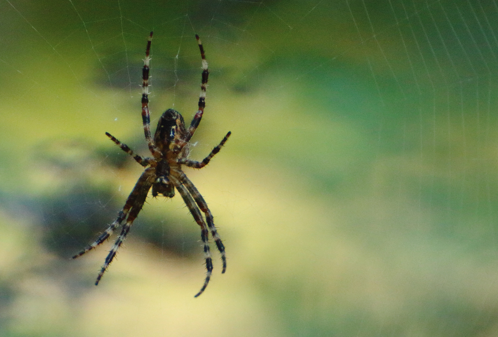 Spinne im Netz