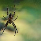 Spinne im Netz