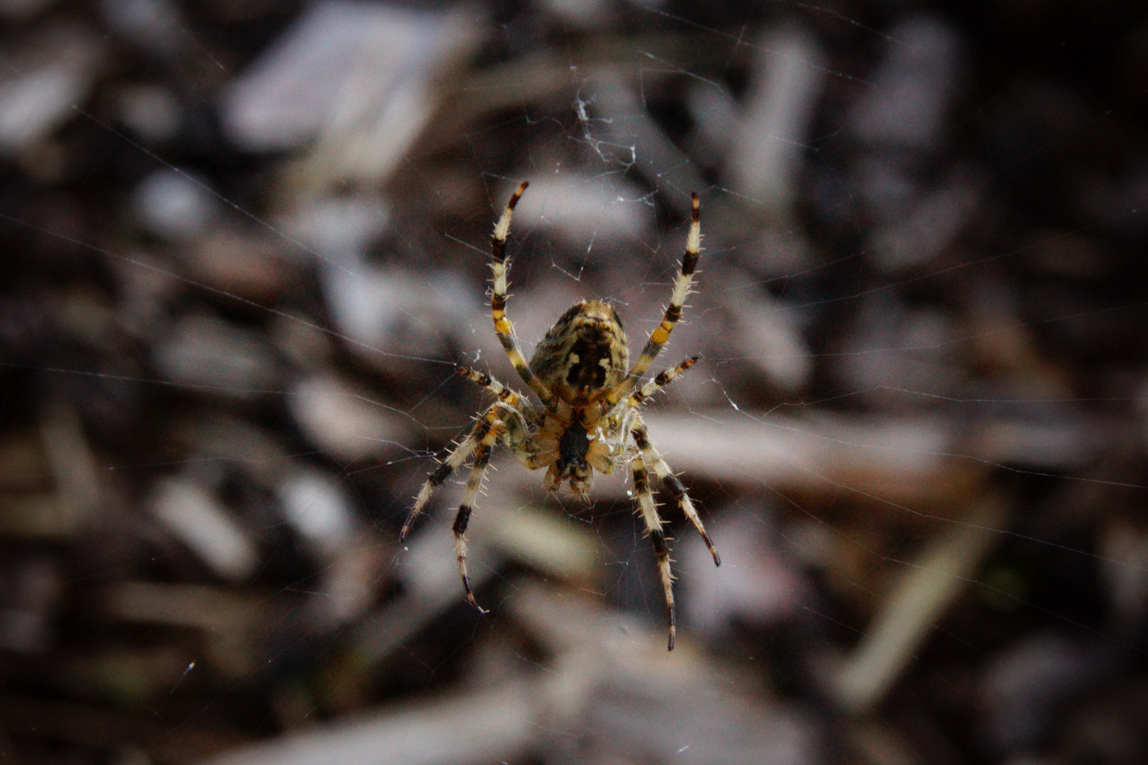 Spinne im Netz